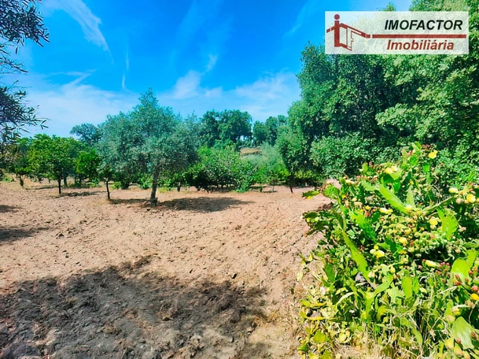 Quinta para Venda em São Miguel de Acha Foto 8