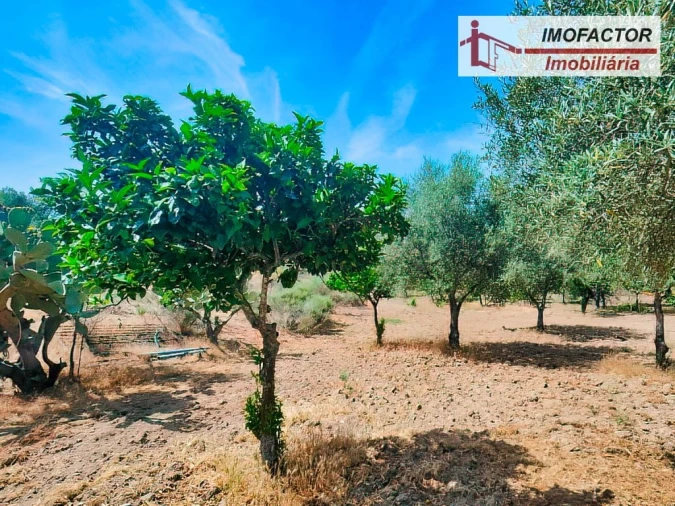 Quinta para Venda em São Miguel de Acha Foto 13