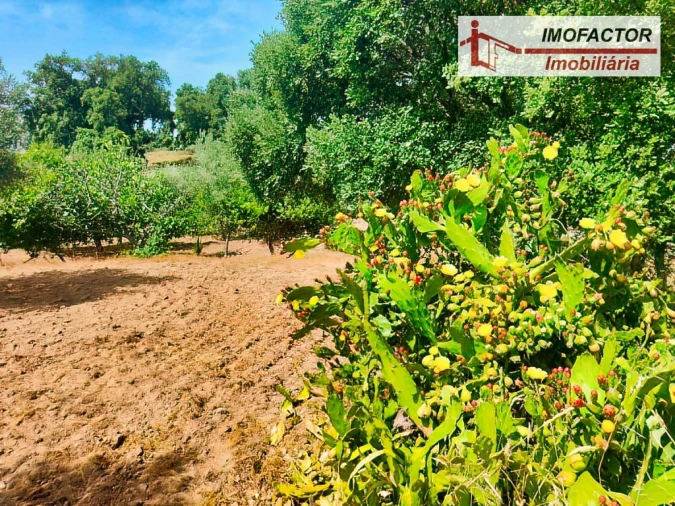 Quinta para Venda em São Miguel de Acha Foto 7