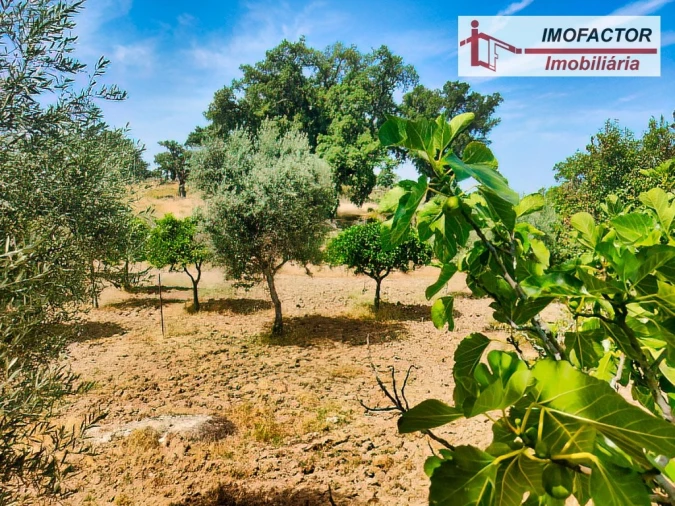 Quinta para Venda em São Miguel de Acha Foto 21
