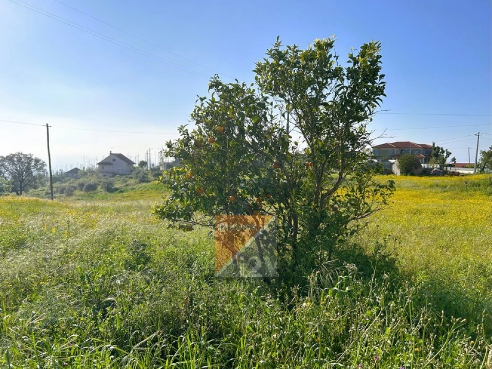 Moradia T3 para Venda em Colmeias e Memória Foto 44