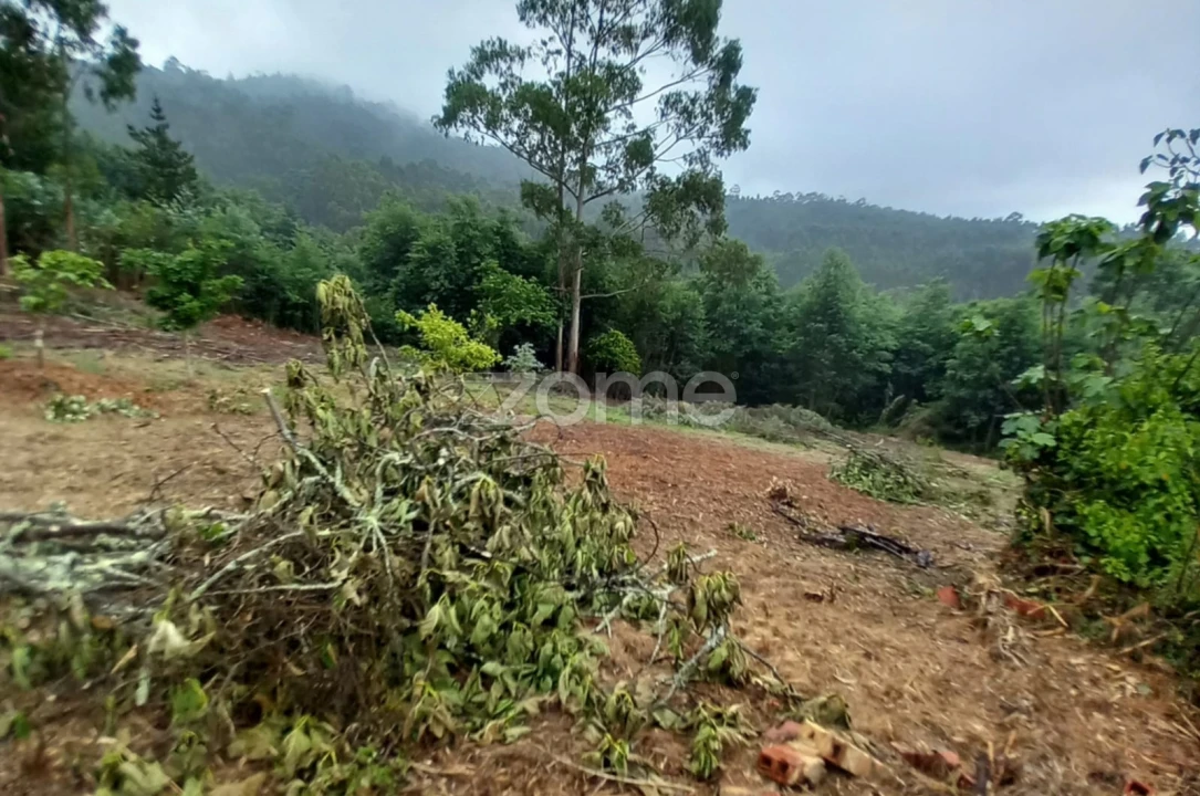 Terreno para Venda em Luso Foto 13