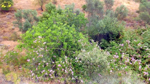 Terreno para Venda em Castro Marim