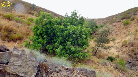 Terreno para Venda em Castro Marim