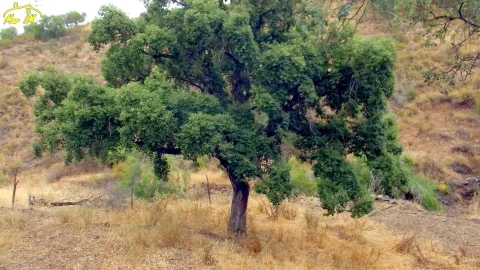 Terreno para Venda em Castro Marim