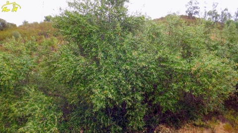 Terreno para Venda em Castro Marim