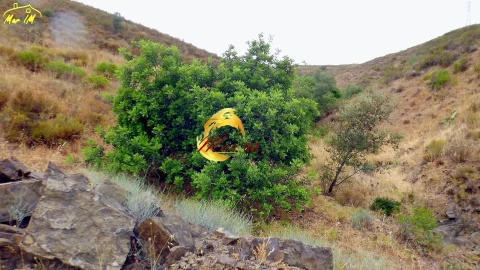 Terreno para Venda em Castro Marim