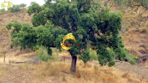 Terreno para Venda em Castro Marim