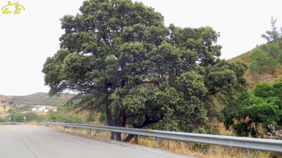 Terreno para Venda em Castro Marim Foto 22