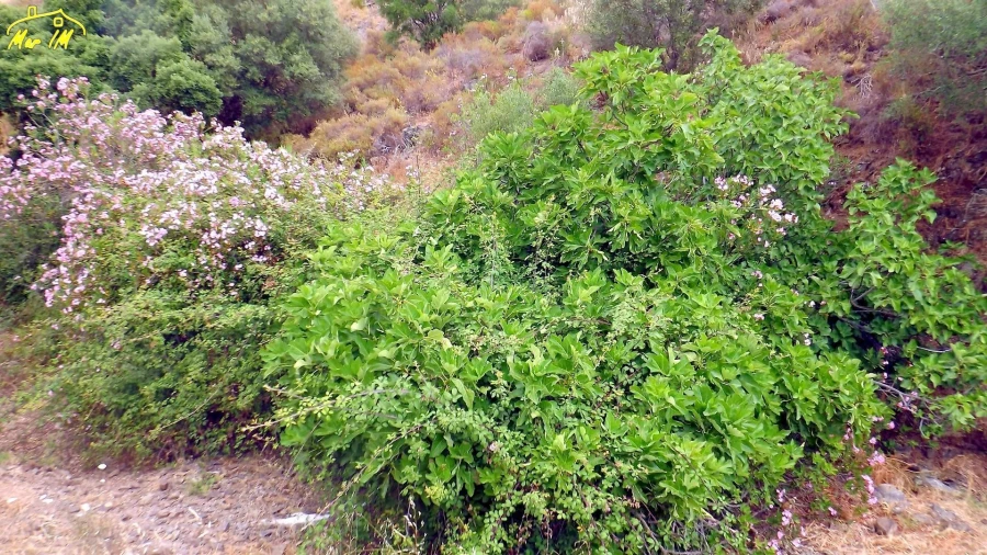Terreno para Venda em Castro Marim Foto 20