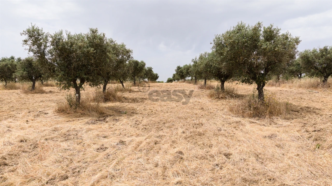 Terreno Agricola ou Rústico para Venda em Capelins (Santo Antonio) Foto 16