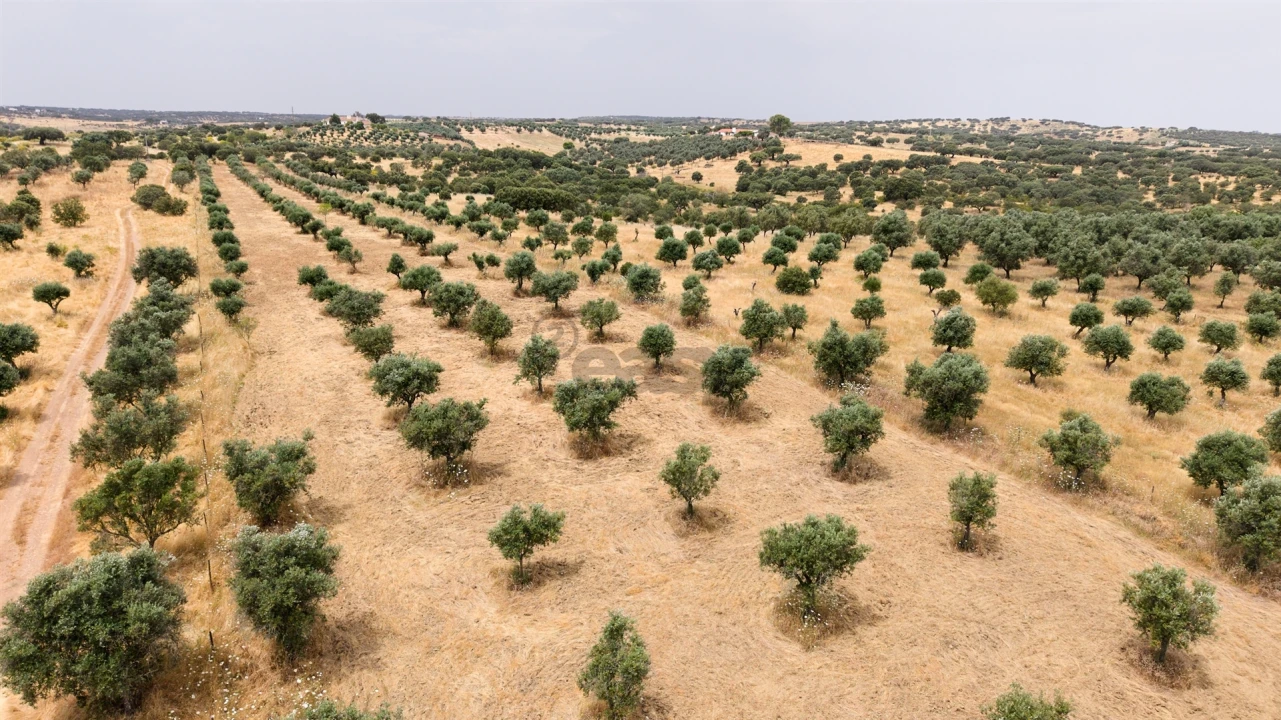 Terreno Agricola ou Rústico para Venda em Capelins (Santo Antonio) Foto 17