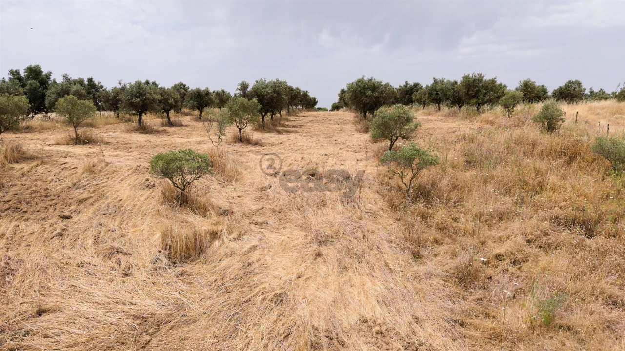 Terreno Agricola ou Rústico para Venda em Capelins (Santo Antonio) Foto 13