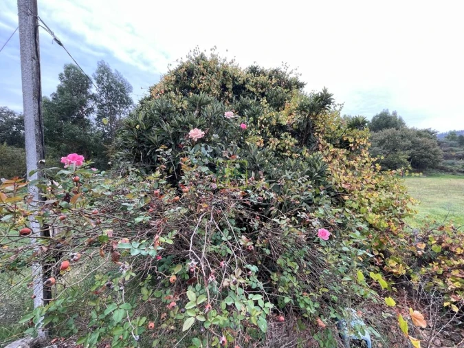 Quinta T1 para Venda em Capinha Foto 53