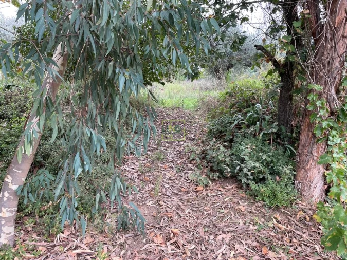 Quinta T1 para Venda em Capinha Foto 37