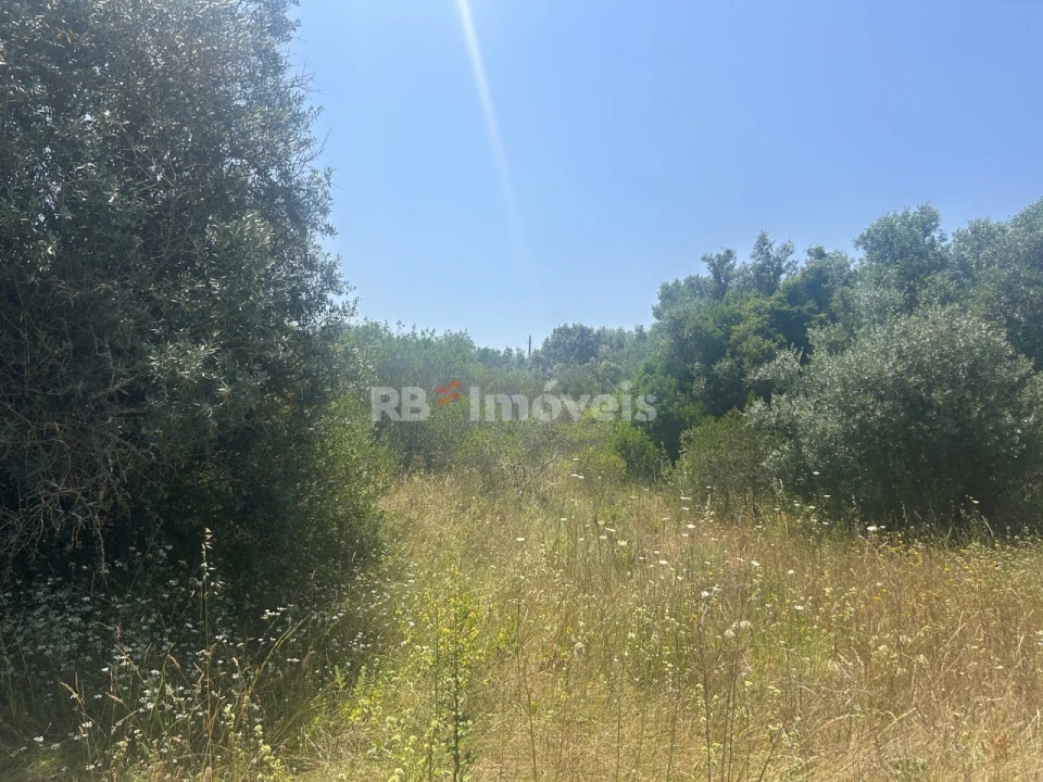 Terreno para Venda em Assentiz Foto 5