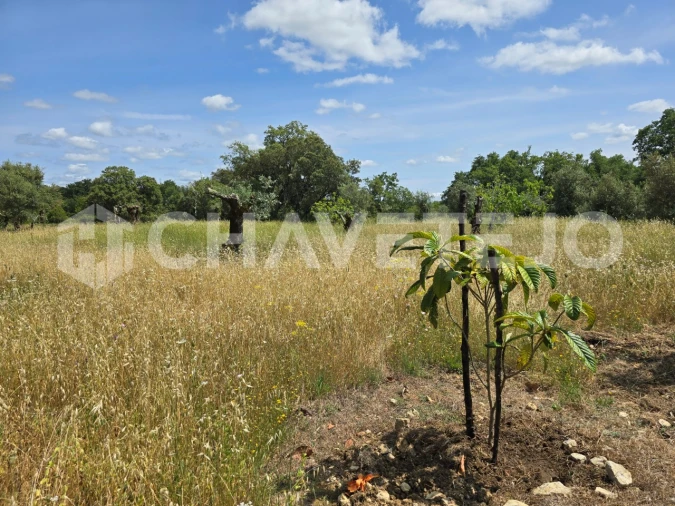 Moradia T2 para Venda em Areias e Pias Foto 17