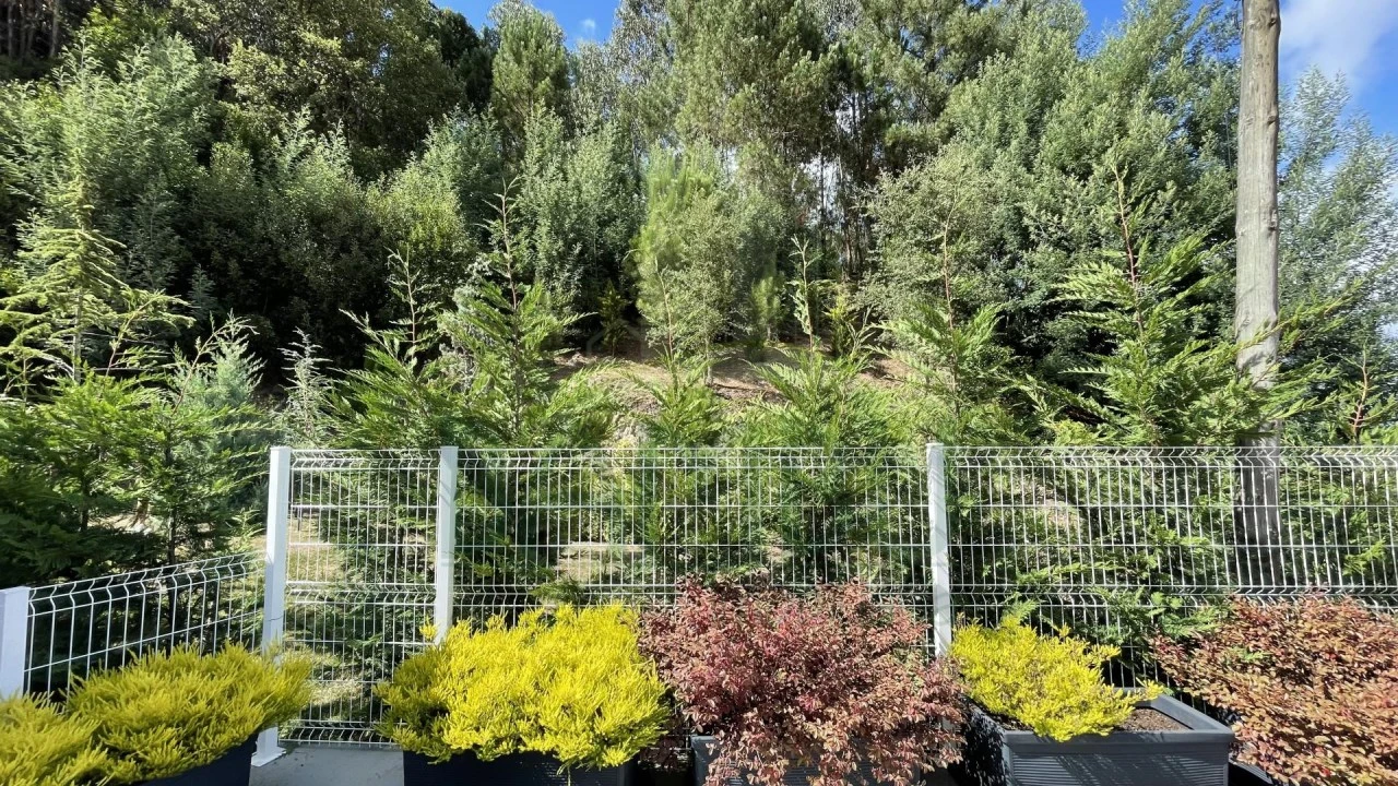 Moradia T4 para Venda em Caminha (Matriz) e Vilarelho Foto 19