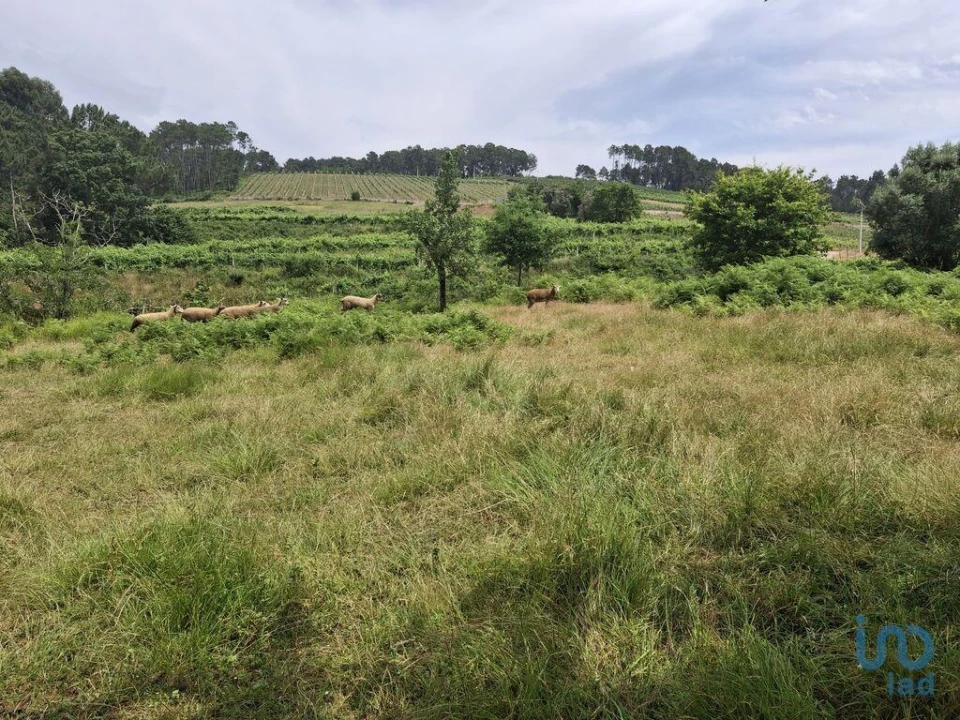 Moradia T4 para Venda em Moreira Foto 7