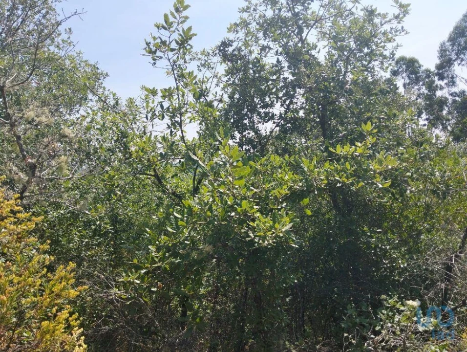 Terreno para Venda em Chãos Foto 6