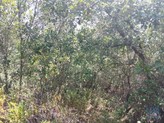 Terreno para Venda em Chãos Foto 3