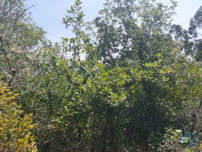 Terreno para Venda em Chãos Foto 6