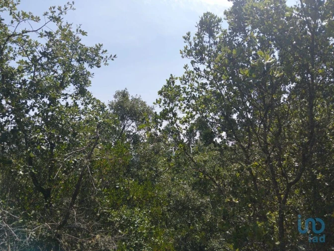 Terreno para Venda em Chãos Foto 8