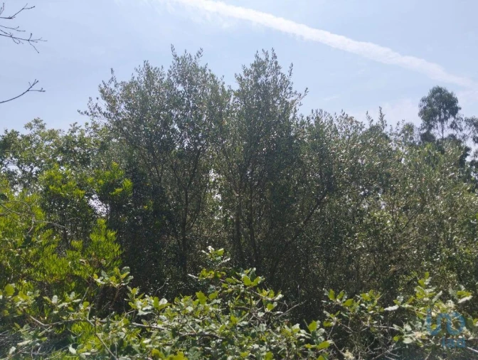 Terreno para Venda em Chãos Foto 5