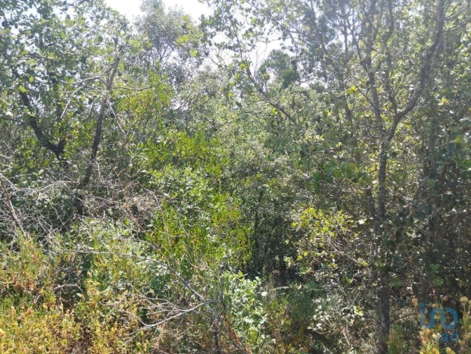 Terreno para Venda em Chãos Foto 4