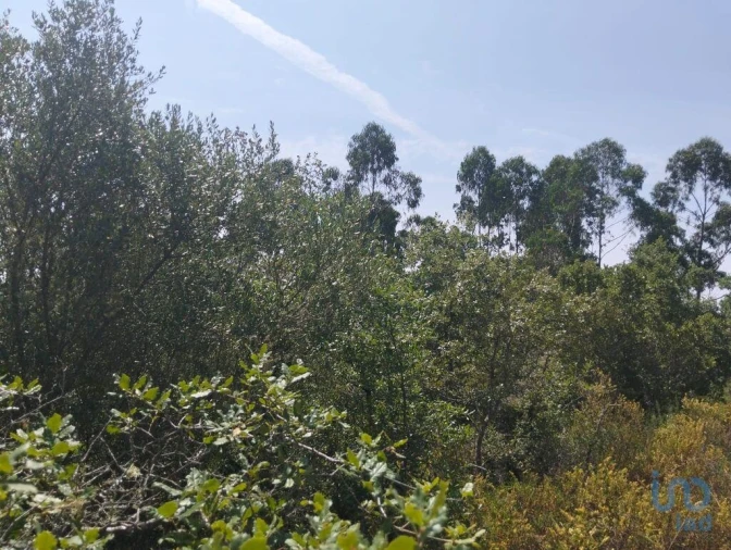 Terreno para Venda em Chãos Foto 1