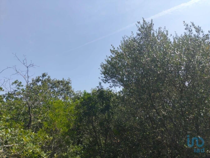 Terreno para Venda em Chãos Foto 9