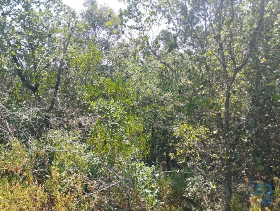 Terreno para Venda em Chãos Foto 4