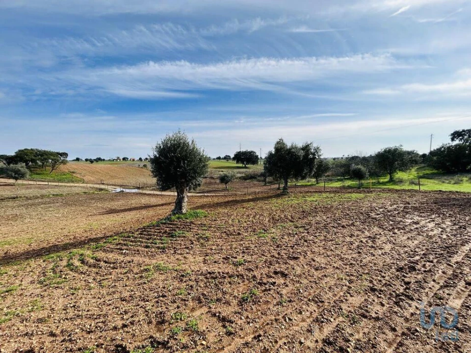 Terreno para Venda em Ferreira do Alentejo e Canhestros Foto 12