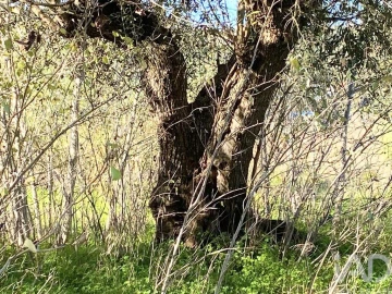 Terreno para Venda em Palmela