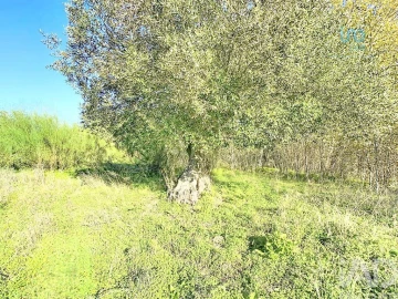 Terreno para Venda em Palmela