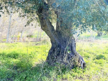 Terreno para Venda em Palmela