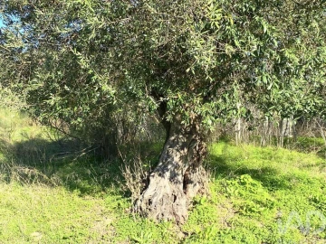 Terreno para Venda em Palmela