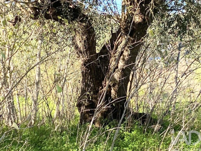 Terreno para Venda em Palmela Foto 10