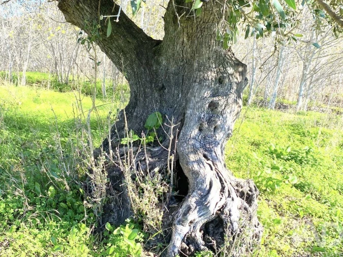 Terreno para Venda em Palmela Foto 8