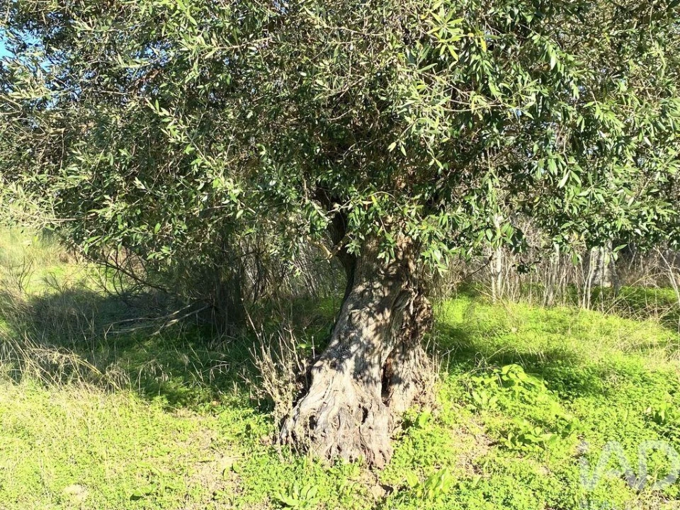 Terreno para Venda em Palmela Foto 9
