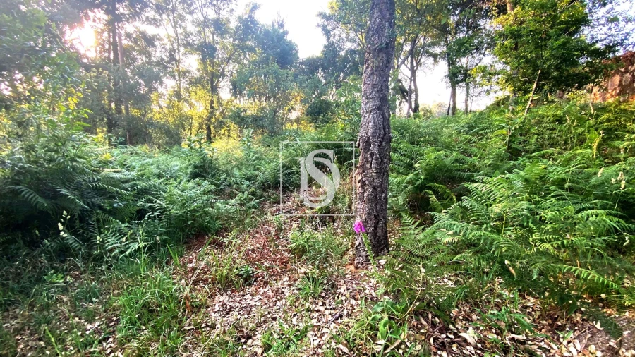 Terreno para Venda em Areias, Sequeirô, Lama e Palmeira Foto 7