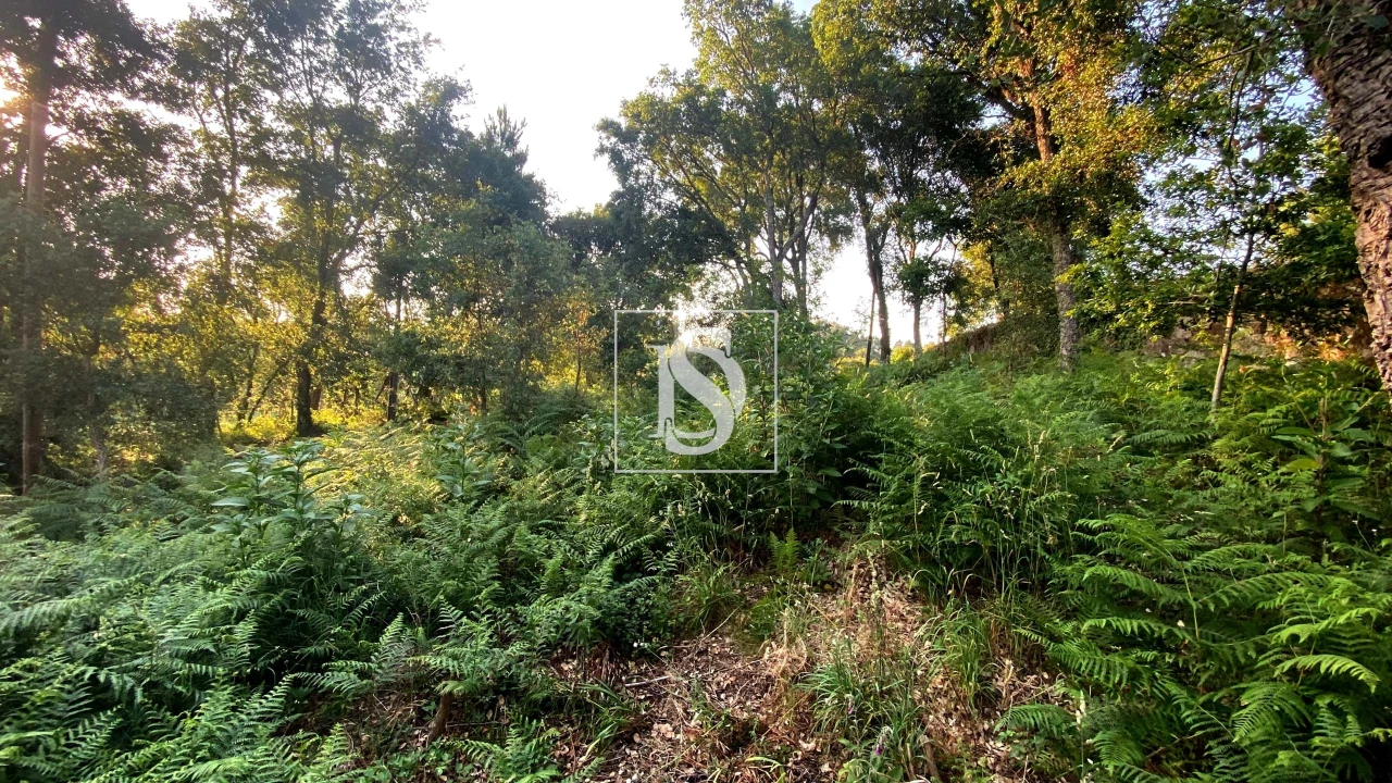 Terreno para Venda em Areias, Sequeirô, Lama e Palmeira Foto 9