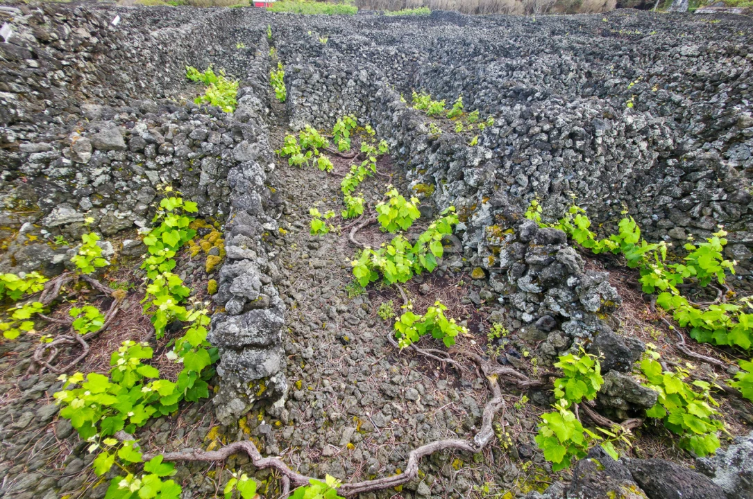 Terreno para Venda em Madalena Foto 10