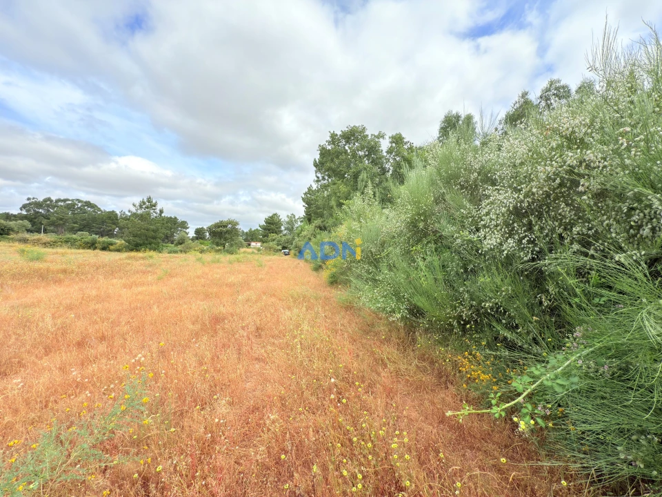 Terreno para Venda em Lardosa Foto 12