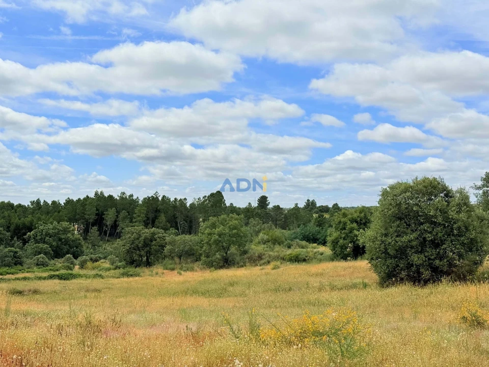 Terreno para Venda em Lardosa Foto 6