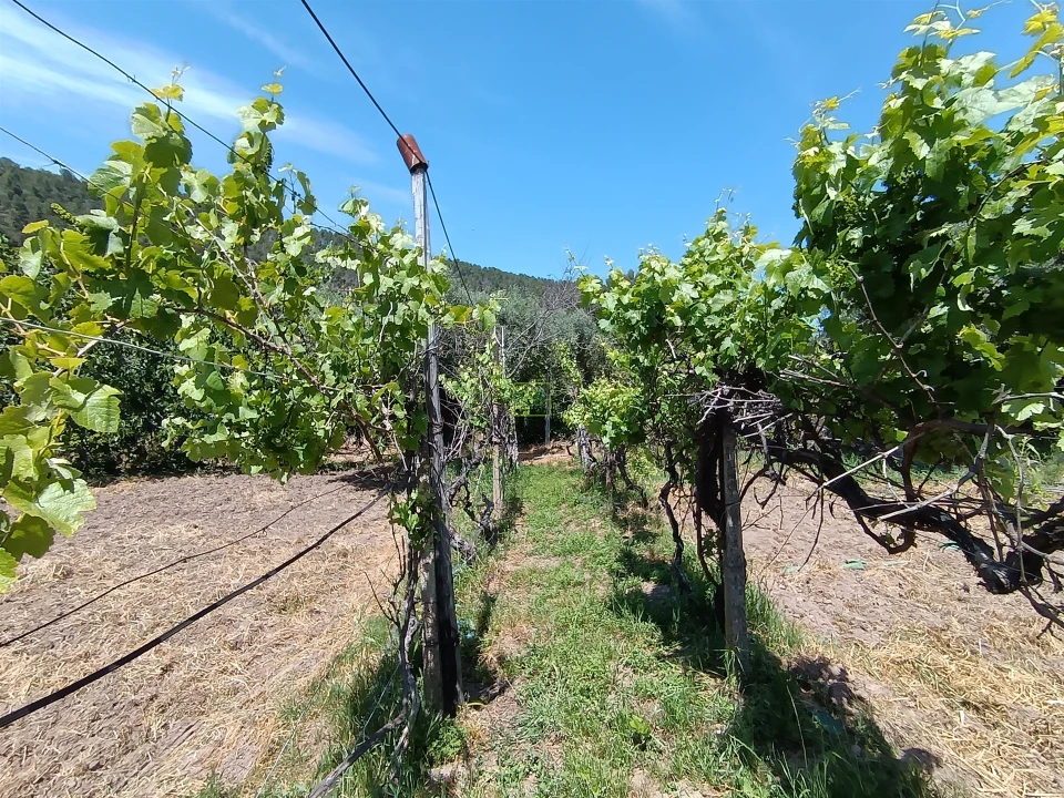 Quinta T0 para Venda em Penamacor Foto 16