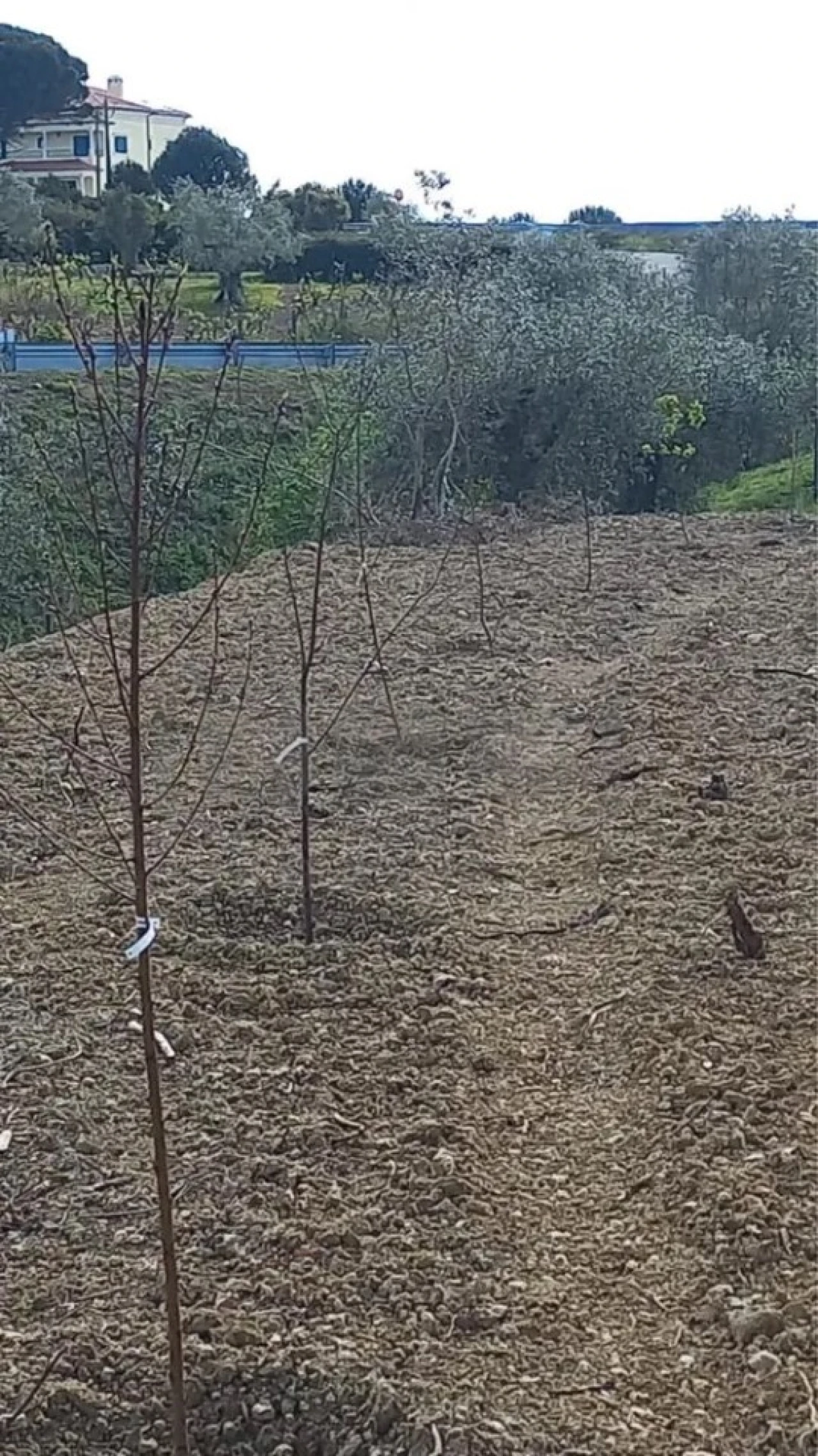 Terreno para Venda em Carregueiros Foto 15
