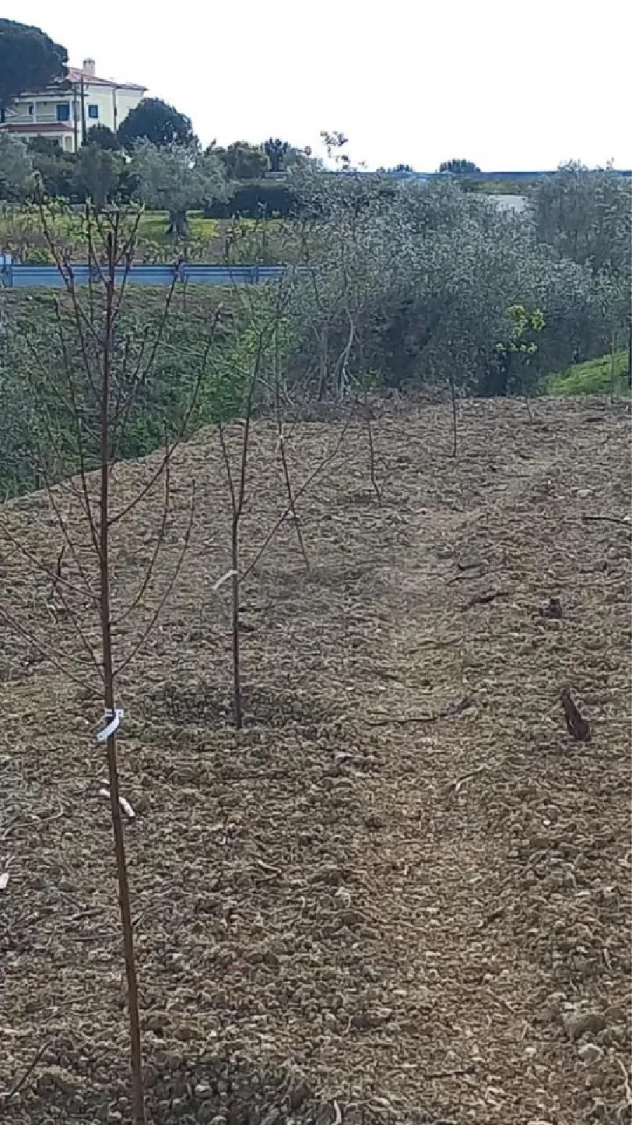Terreno para Venda em Carregueiros Foto 15