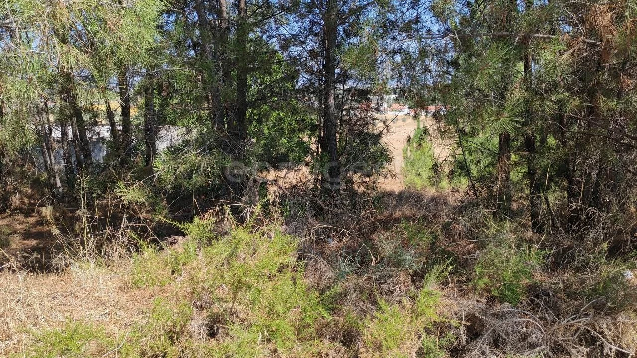 Terreno para Venda em Meia Via Foto 2