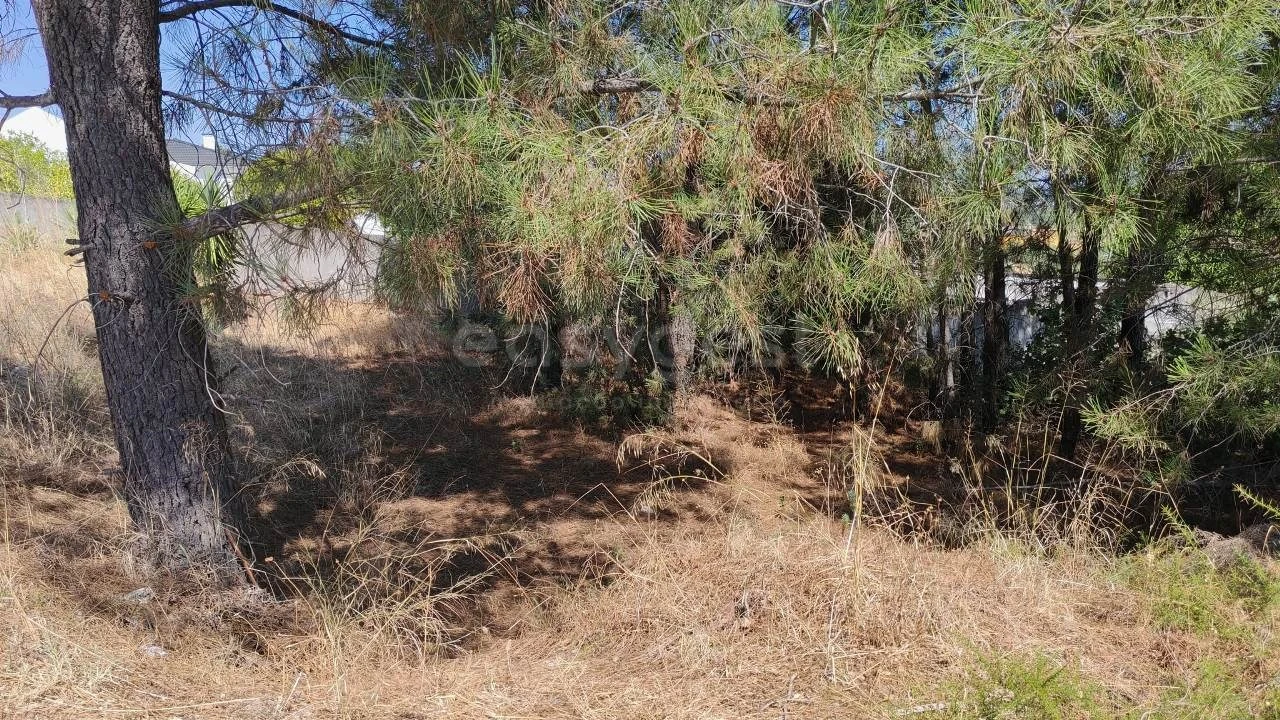 Terreno para Venda em Meia Via Foto 3